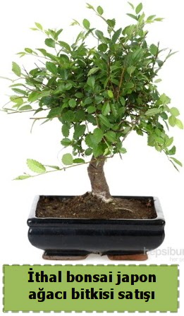 thal bonsai saks iei Japon aac sat  Ankara Krkkonaklar cicekciler , cicek siparisi 