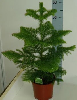 60 cm Salon am araucaria heterophylla  Ankara cebeci cicek , cicekci 