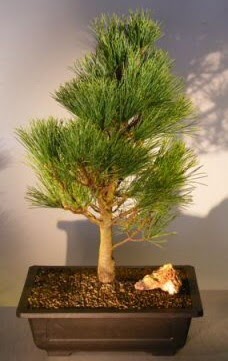 am aac japon aac bitkisi bonsai  Ankara ankaya Oran 14 ubat sevgililer gn iek 