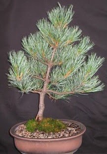 Bonsai am aac japon aac bitkisi  Ankara Anttepe yurtii iek siparii 