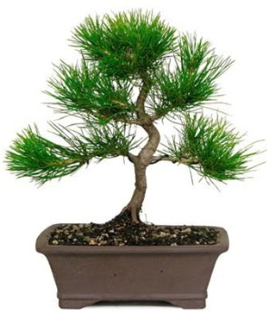 Bonsai am aac japon aac bitkisi  Ankara balgat gvenli kaliteli hzl iek 