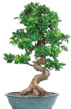 Yaklak 70 cm yksekliinde ithal bonsai  Ankara ankaya Oran 14 ubat sevgililer gn iek 