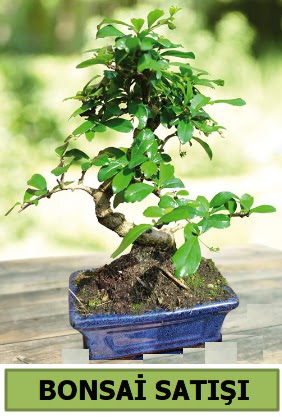 am bonsai japon aac sat  Ankara ankaya sevgilime hediye iek 