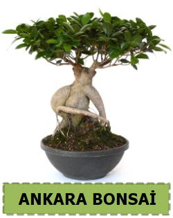 Bonsai sat  Ankara ankaya sevgilime hediye iek 