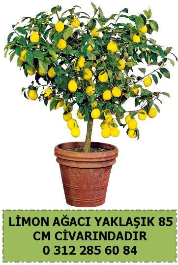 Limon aac bitkisi  Ankara ankaya sevgilime hediye iek 