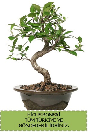 Ficus bonsai  Ankara dikmen iek maazas 