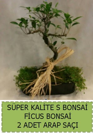 Ficus S Bonsai ve arap sa  Ankara ankaya Oran 14 ubat sevgililer gn iek 