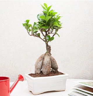 Exotic Ficus Bonsai ginseng  Ankara seyranbalar iek siparii 