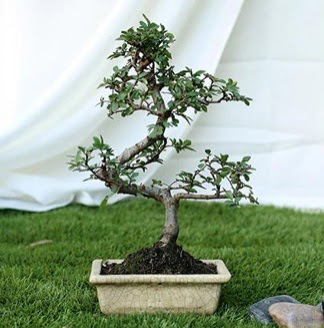 Fashionable Ulmus S Shape Bonsai thal  Ankara bykesat hediye iek yolla 