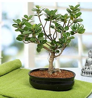 Lovely Ficus Iceland Bonsai  Ankara kkesat iek , ieki , iekilik 