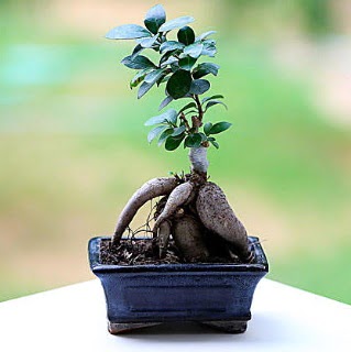 Marvellous Ficus Microcarpa ginseng bonsai  Ankara balgat iek yolla , iek gnder 