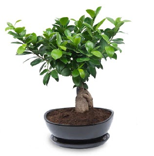 Ginseng bonsai aac zel ithal rn  Ankara balgat gvenli kaliteli hzl iek 