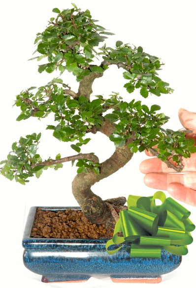 Yaklak 25 cm boyutlarnda S bonsai  Ankara Anttepe yurtii iek siparii 