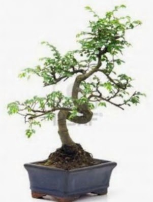 S gvde bonsai minyatr aa japon aac  Ankara ankaya sevgilime hediye iek 