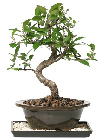 Altn kalite Ficus S bonsai  Ankara ankaya Oran 14 ubat sevgililer gn iek  Sper Kalite