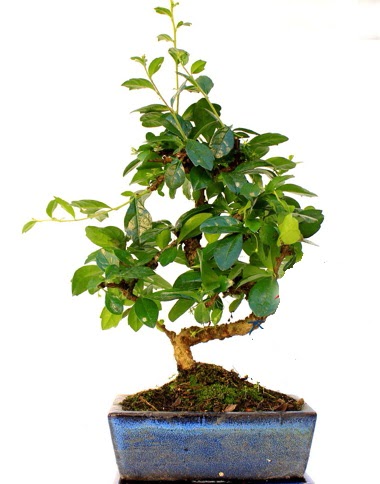 Bonsai Minyatr Aa Bonzai S Gvde  Ankara balgat gvenli kaliteli hzl iek 