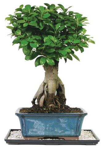 Bonsai Ginsing Grafted Ficus Bonsai  Ankara trkz iek gnderme 