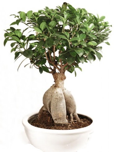 Ginseng bonsai japon aac ficus ginseng  Ankara Krkkonaklar cicekciler , cicek siparisi 